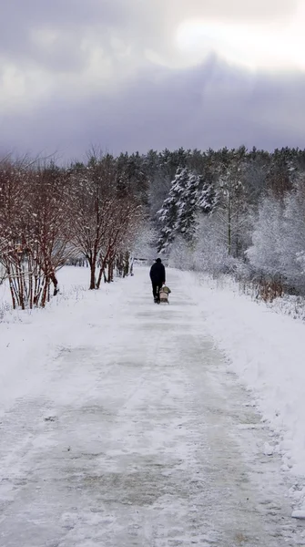 冬の森の美しい — ストック写真