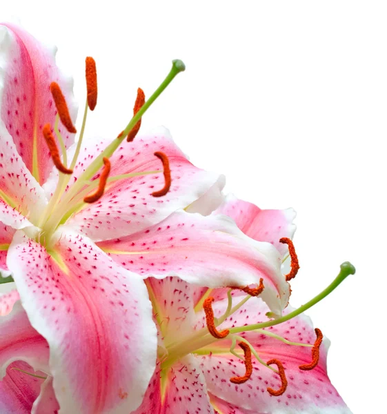 stock image Pink lilies on white