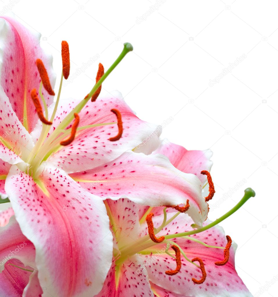 Pink lilies on white