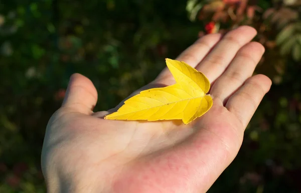 Желтая Осень Уходит Женскую Ладонь Shallow Dof — стоковое фото