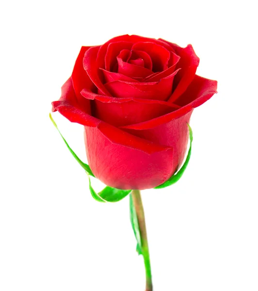 红玫瑰 免版税图库照片