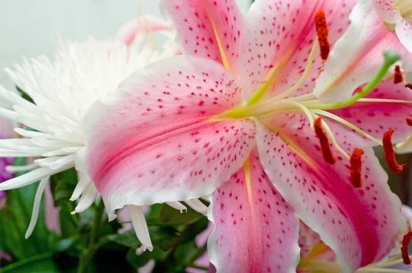 粉红色 liliy 和白菊花 — 图库照片
