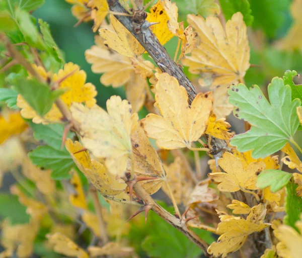Green and yellow leaves on bush — Stock Photo, Image