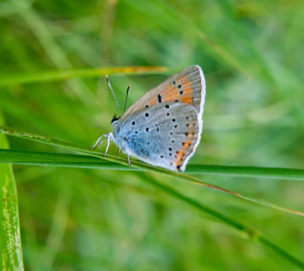 Butterfly on green grass — Stock Photo, Image