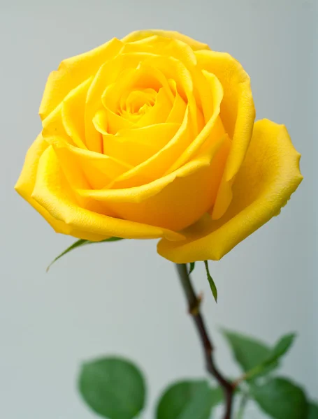 Gele roos Stockafbeelding