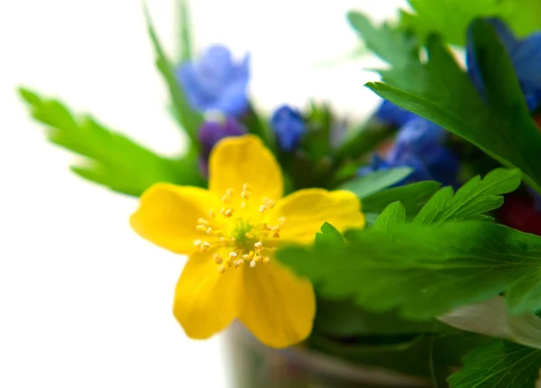 Blauwe en gele bloemen — Stockfoto