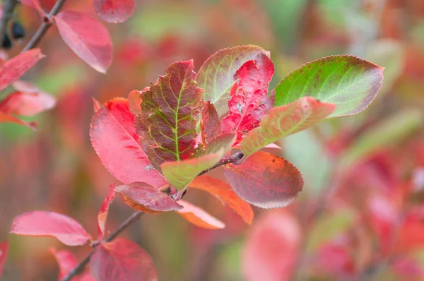 Ветви с красными листьями — стоковое фото