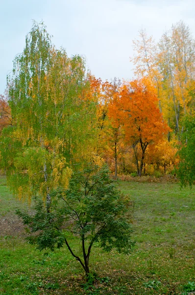 Outono no parque — Fotografia de Stock