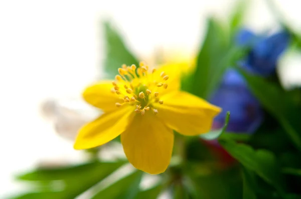 Blaue und gelbe Blumen — Stockfoto