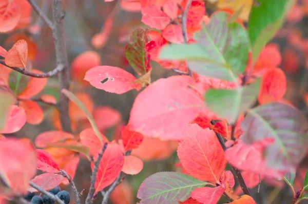 Rami autunnali con foglie rosse — Foto Stock