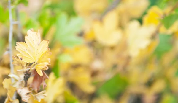 Sonbahar dallar — Stok fotoğraf