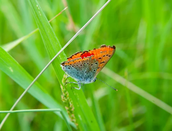 Motýl na zelené trávě — Stock fotografie