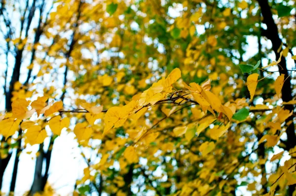 Осенние ветви — стоковое фото
