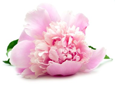 Pink peony on white clipart