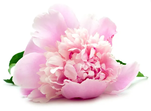 Pivoine rose sur blanc — Photo
