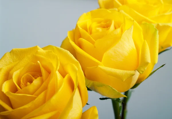 Roses on grey — Stock Photo, Image