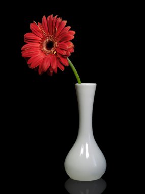 Beyaz bir vazo çiçeği kırmızı gerbera