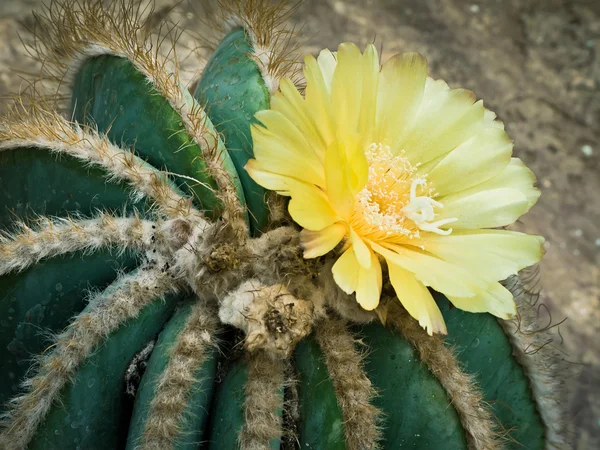 Gelbe Kaktusblüten Nahaufnahme — Stockfoto