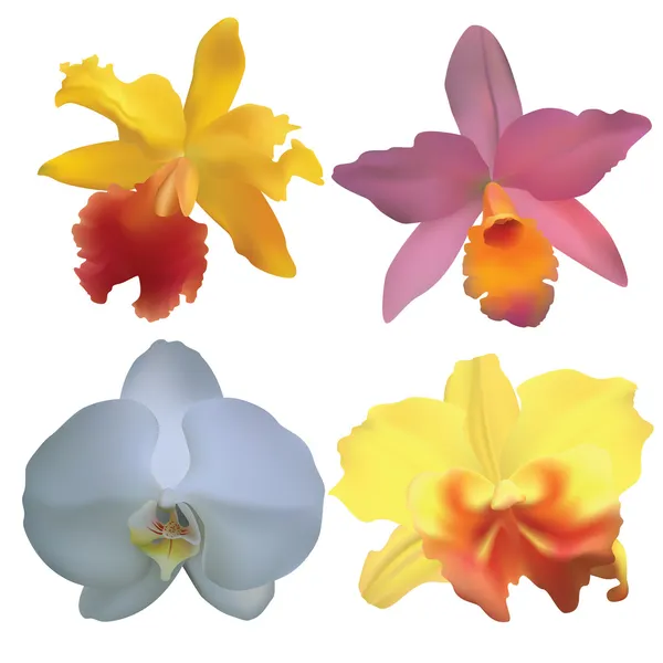 Orquídeas . — Archivo Imágenes Vectoriales