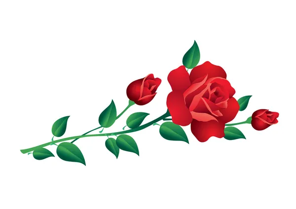 Rosas rojas. — Vector de stock