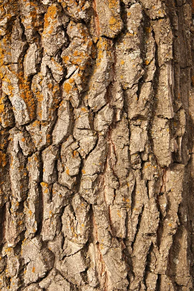 Tölgyfa kérge — Stock Fotó