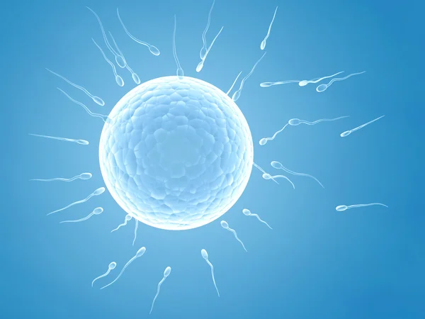 Сперматозоїди, що плавають до яйцеклітини — стокове фото