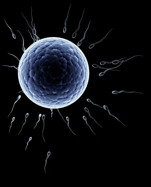 Spermatozoïdes flottant vers l'ovule — Photo