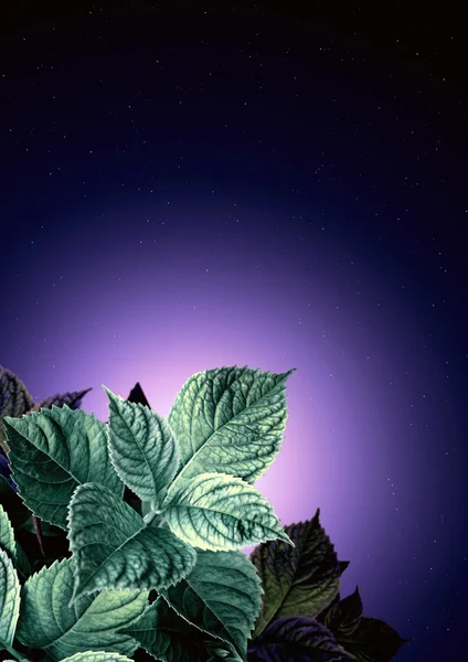 带叶的绣球花夜背景 — 图库照片
