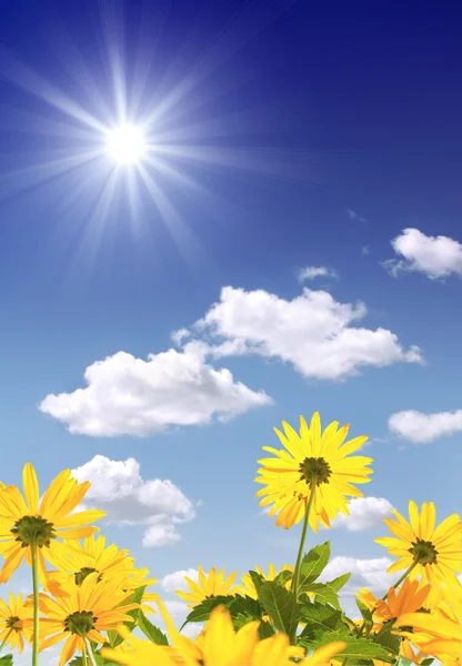Yellow Flowers Bright Sun — Stock Photo, Image
