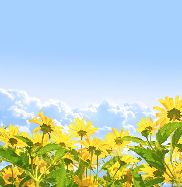 Gele Bloemen Blauwe Lucht — Stockfoto