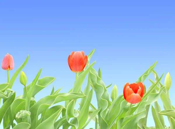 Почки Красные Цветы Тюльпанов — стоковое фото
