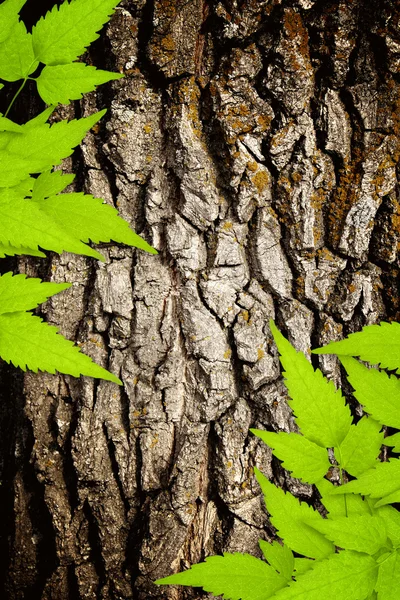 Kůra dubu a zelené listy — Stock fotografie