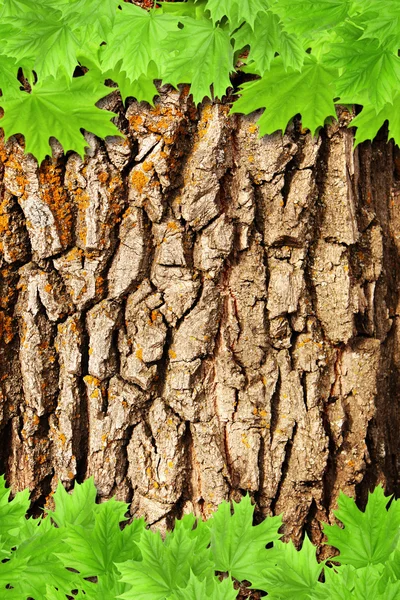Bark och grön lönn blad — Stockfoto