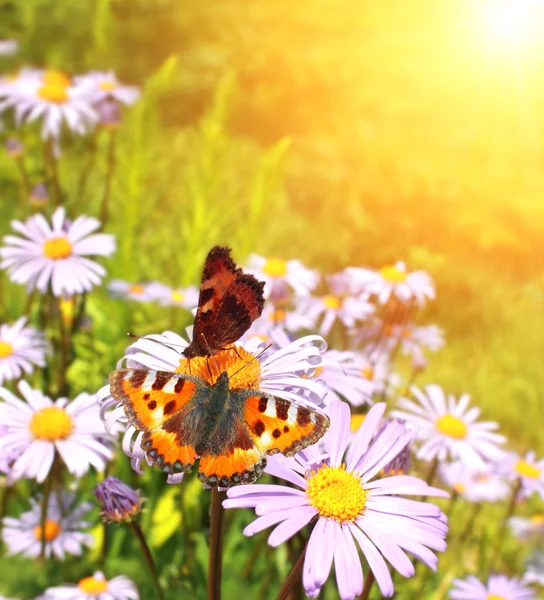 Mariposas. —  Fotos de Stock