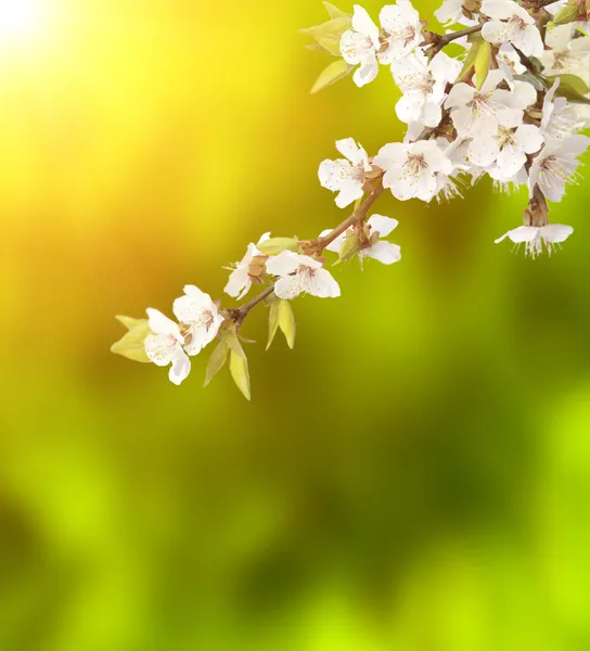 Blommor av körsbär — Stockfoto