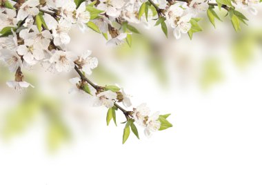 Flowers of cherry clipart