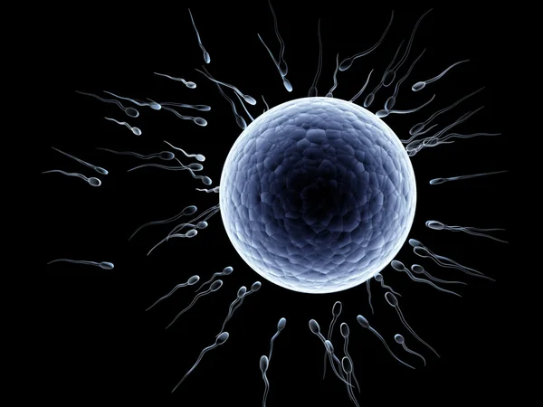 Spermatozoi, da galleggianti a ovuli — Foto Stock