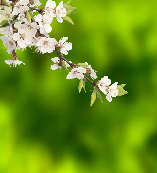 里的樱桃花 — 图库照片