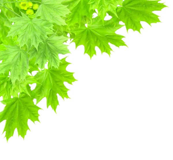 Leaves of a maple — Stock Photo, Image