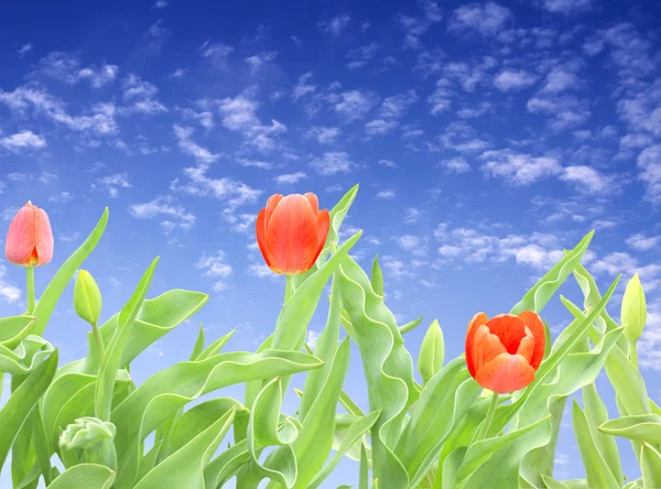 Tulips Stock Picture