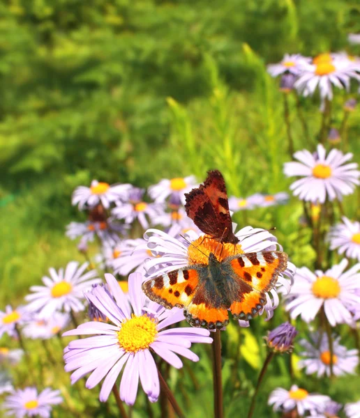 Butterflys — Stock Photo, Image
