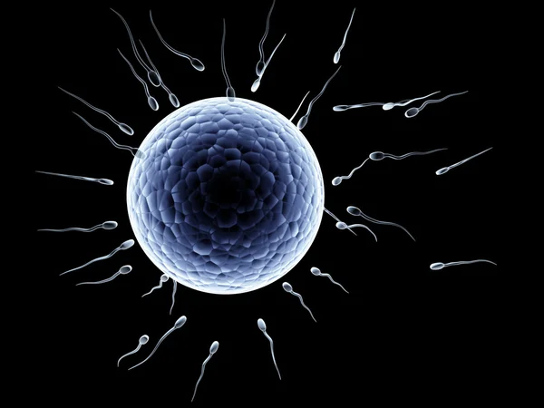 Spermatozoons, ovule için yüzer — Stok fotoğraf
