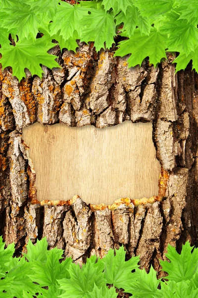 Bark och grön lönn blad — Stockfoto