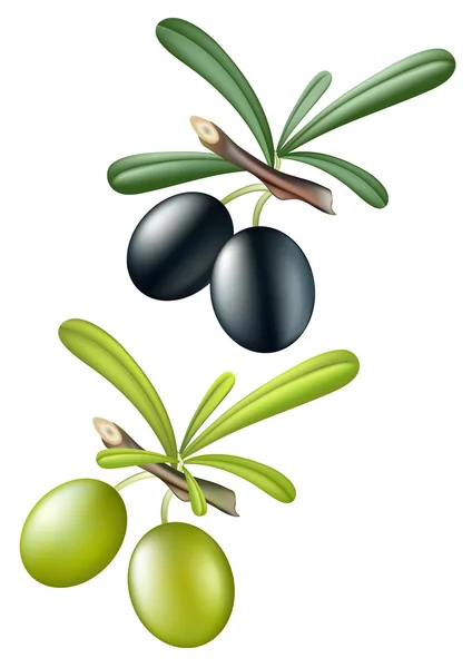 Stock vector Olives