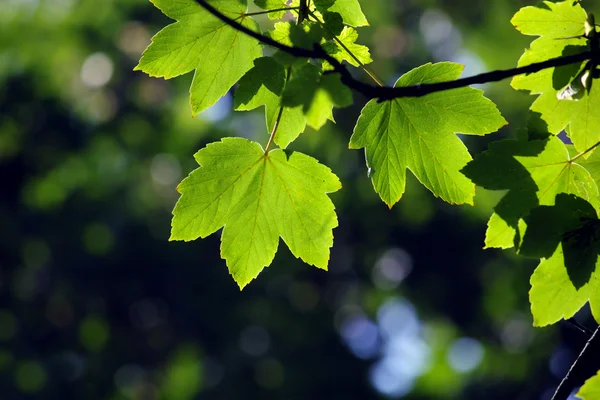 Zöld juhar levelei — Stock Fotó