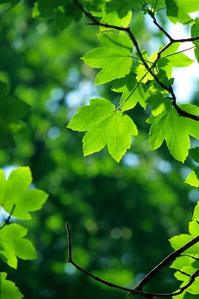 Liści klon zielony — Zdjęcie stockowe