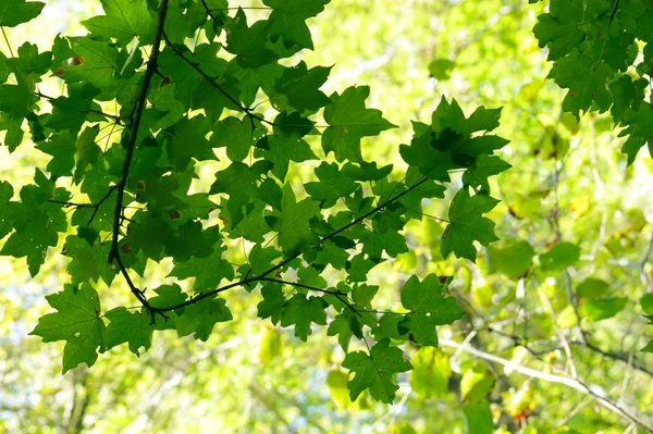 stock image Green maple leaves