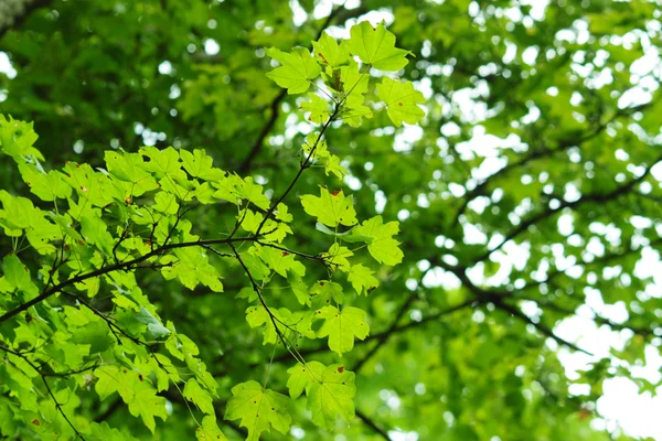 Stock image Green leaves