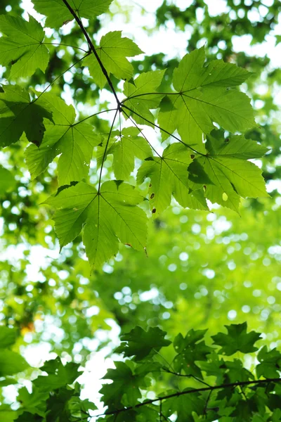 Grüne Ahornblätter — Stockfoto
