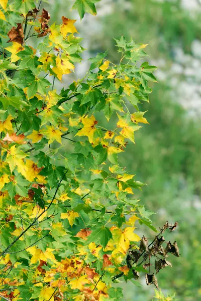 stock image Green leaves